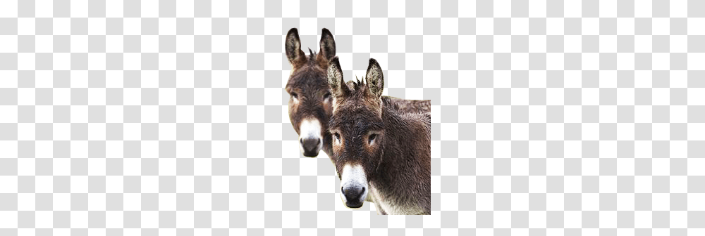 Donkey, Animals, Pig, Mammal Transparent Png