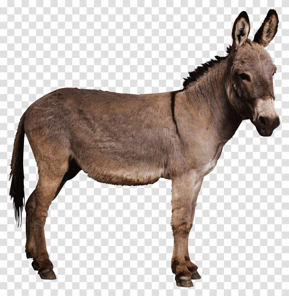 Donkey, Animals Transparent Png