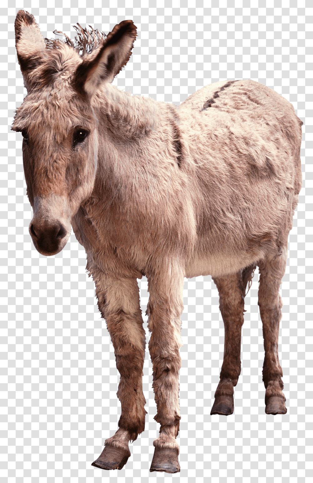 Donkey, Animals Transparent Png