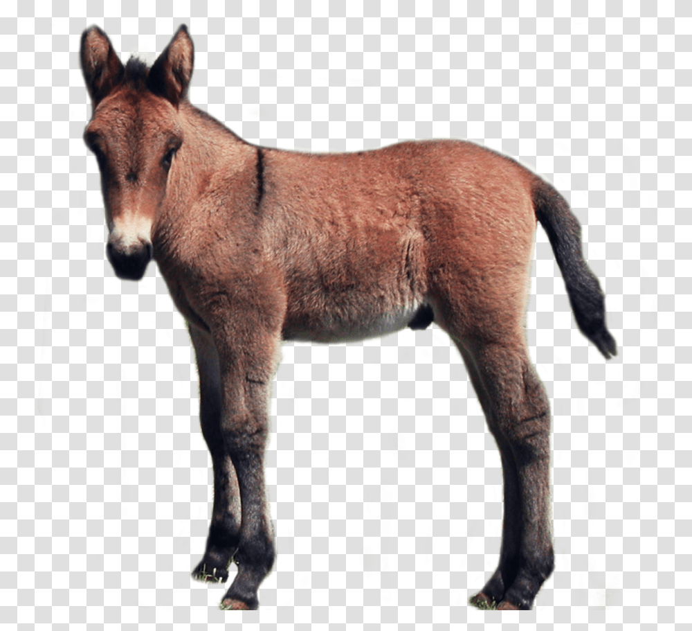 Donkey Clipart Foal, Horse, Mammal, Animal, Colt Horse Transparent Png