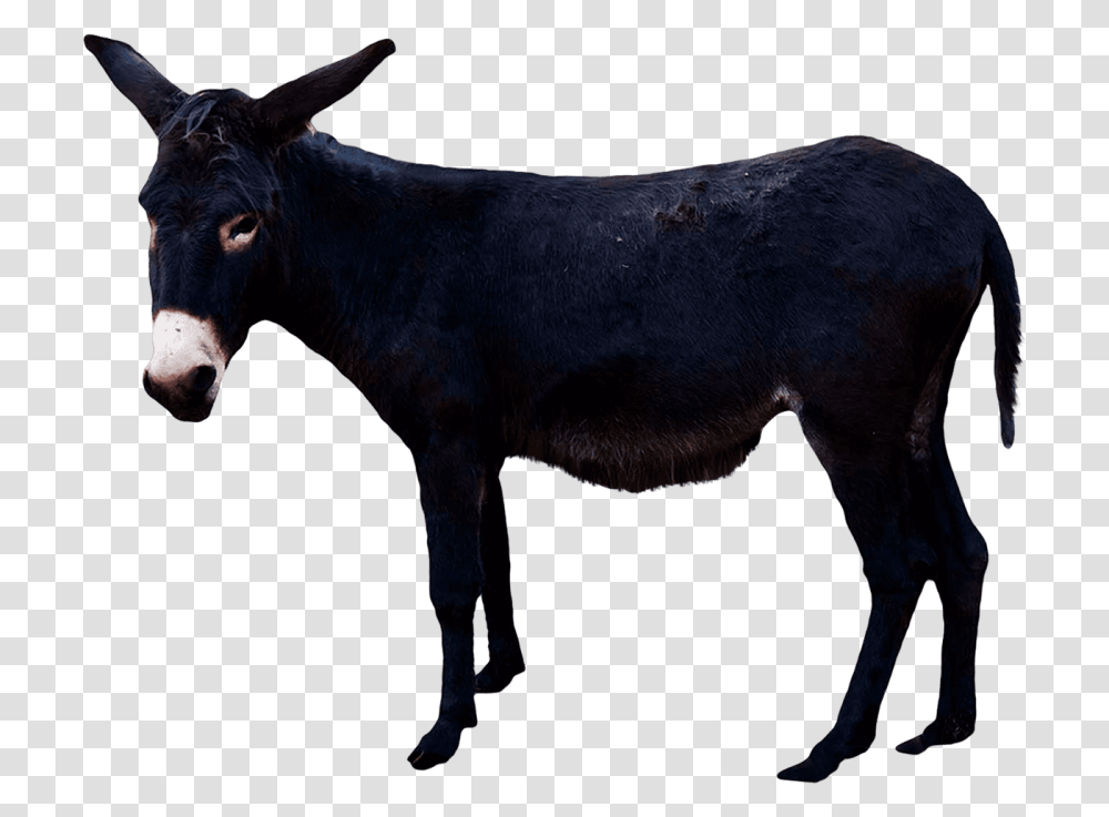 Donkey, Cow, Cattle, Mammal, Animal Transparent Png