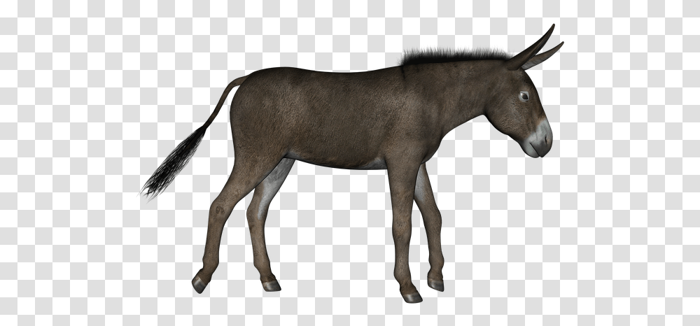 Donkey Donkey Red Carpet, Mammal, Animal, Horse, Wildlife Transparent Png