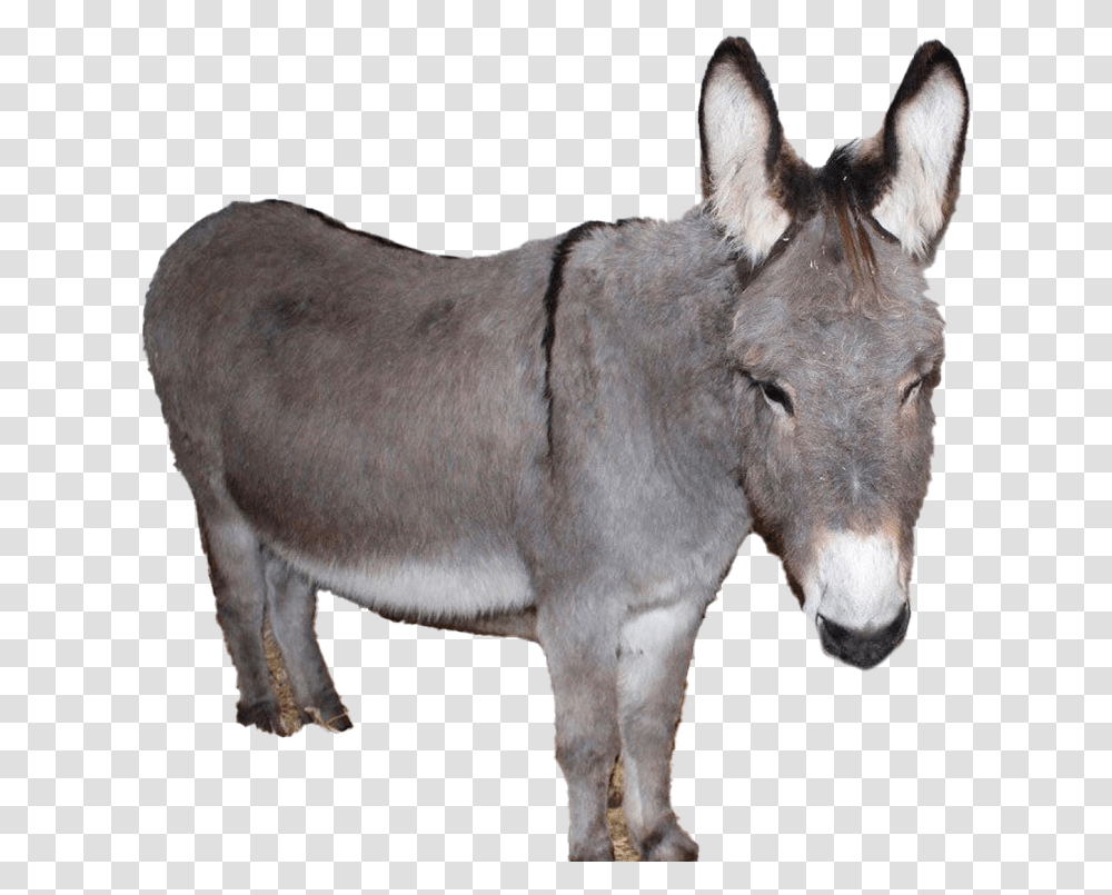 Donkey Image Burro, Mammal, Animal, Antelope, Wildlife Transparent Png