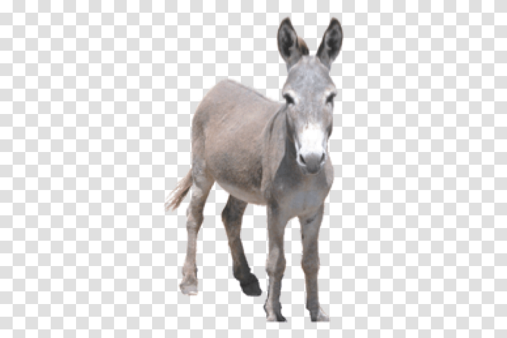 Donkey Image Donkey, Mammal, Animal, Horse Transparent Png