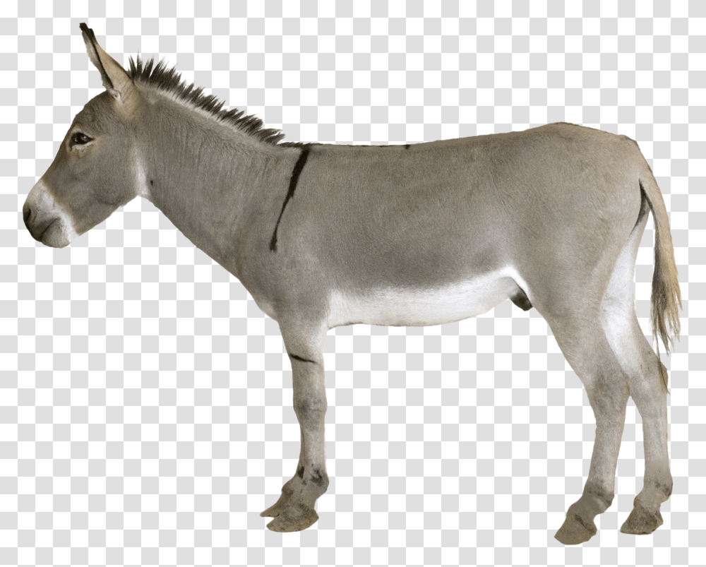 Donkey Images Are Free To Download Donkey, Mammal, Animal, Horse, Antelope Transparent Png