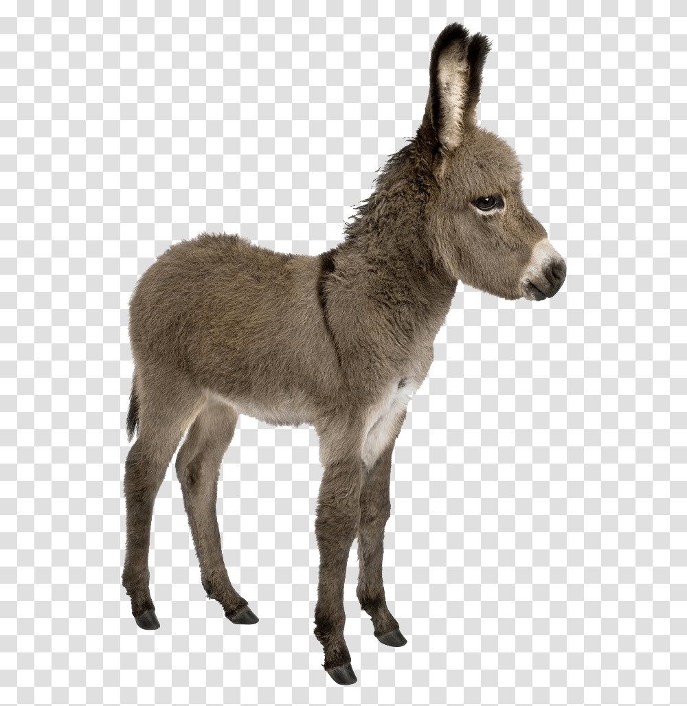 Donkey Images Donkey And Young One, Mammal, Animal, Dog, Pet Transparent Png