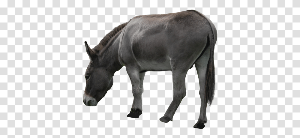 Donkey Images Free Burro, Horse, Mammal, Animal Transparent Png