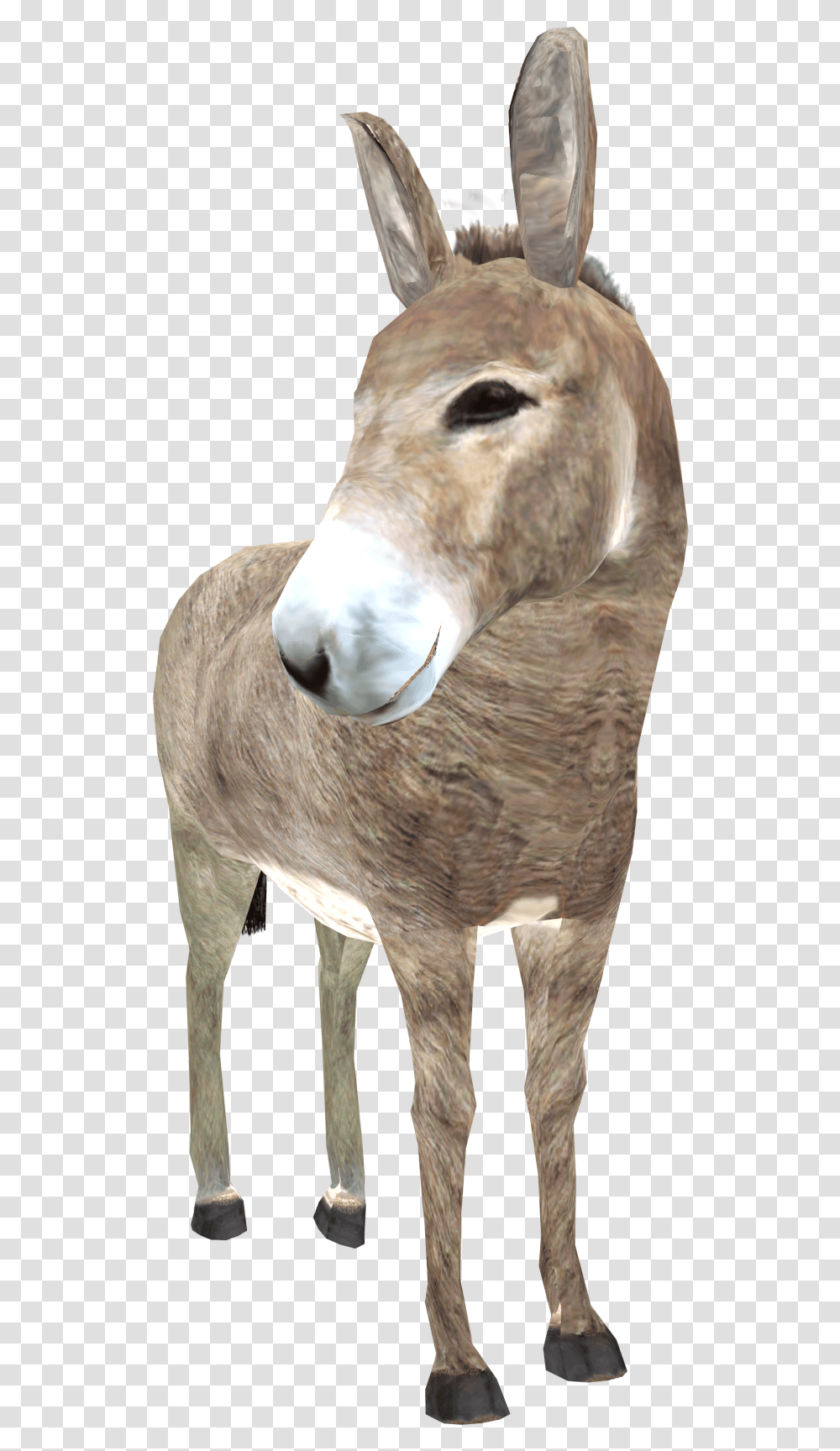 Donkey Images In, Animal, Mammal, Antelope, Wildlife Transparent Png