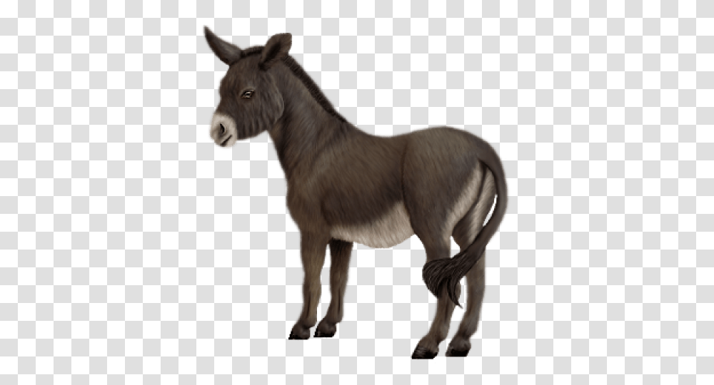 Donkey, Mammal, Animal, Antelope, Wildlife Transparent Png