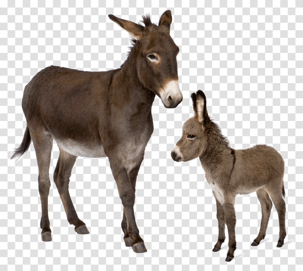 Donkey, Mammal, Animal, Antelope, Wildlife Transparent Png