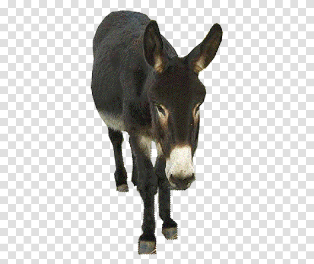 Donkey, Mammal, Animal, Cow, Cattle Transparent Png