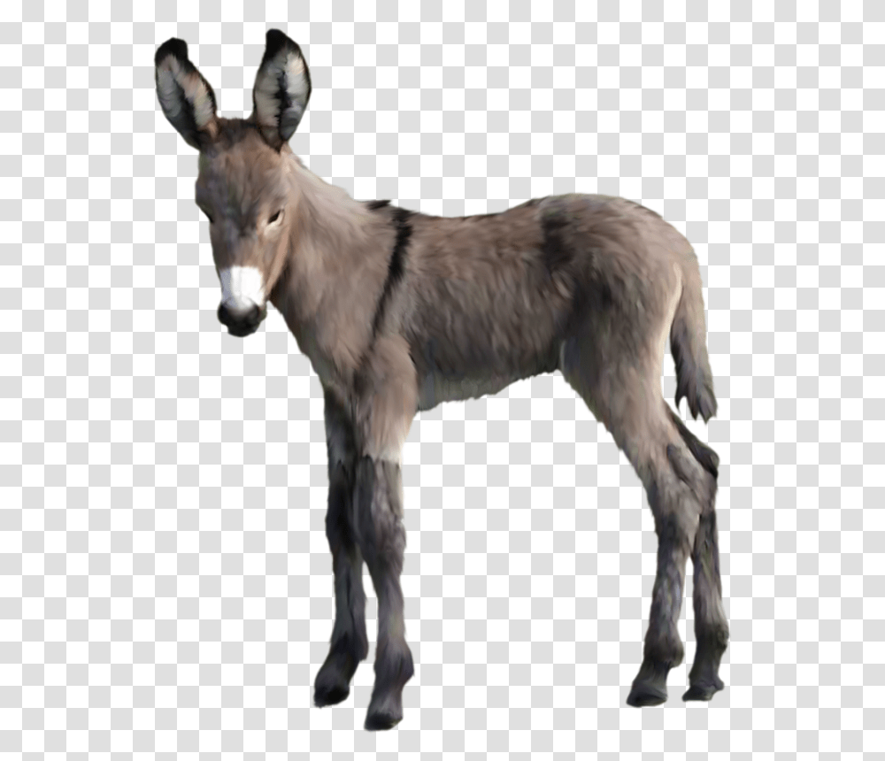 Donkey, Mammal, Animal, Dog, Pet Transparent Png