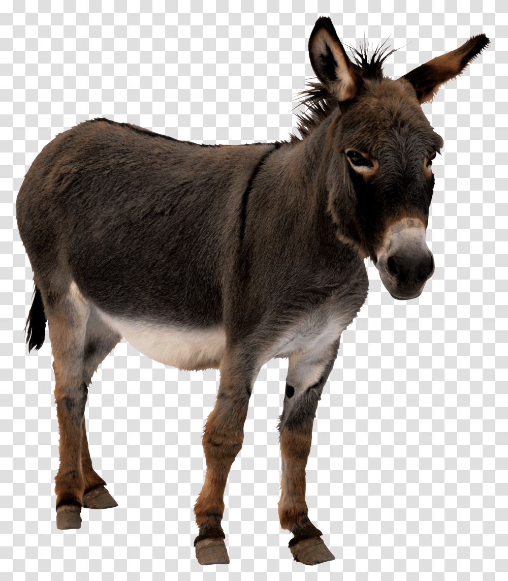 Donkey, Mammal, Animal, Horse, Antelope Transparent Png