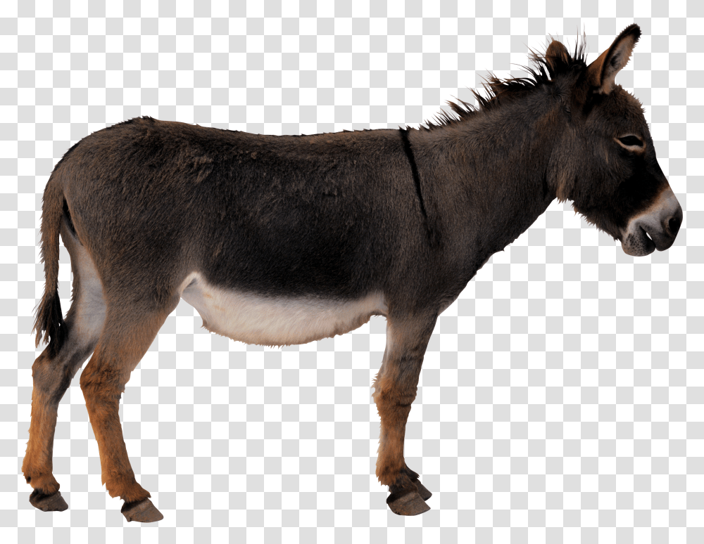 Donkey, Mammal, Animal, Horse Transparent Png