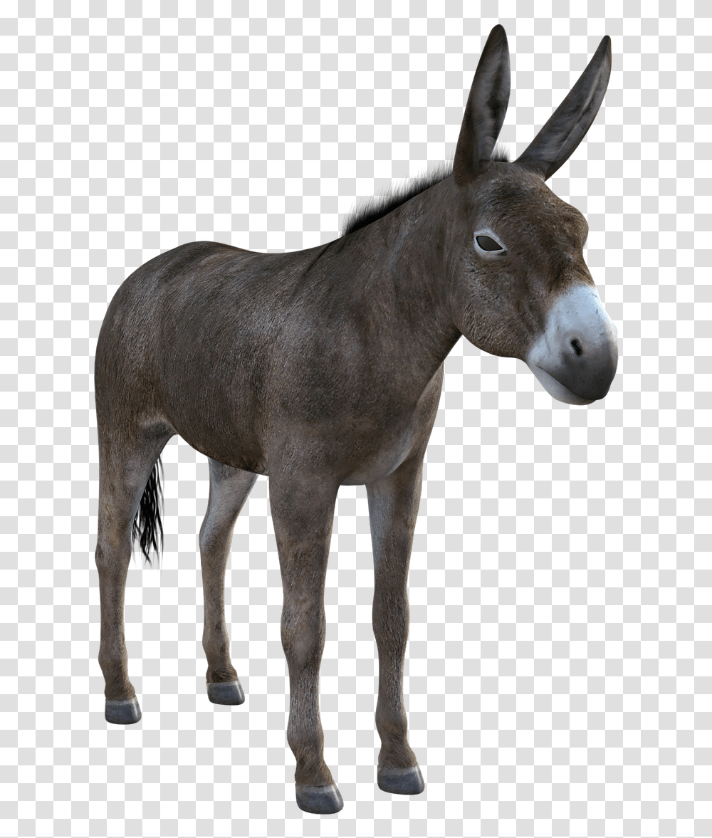 Donkey Mule Animal Burro, Mammal, Horse, Antelope, Wildlife Transparent Png