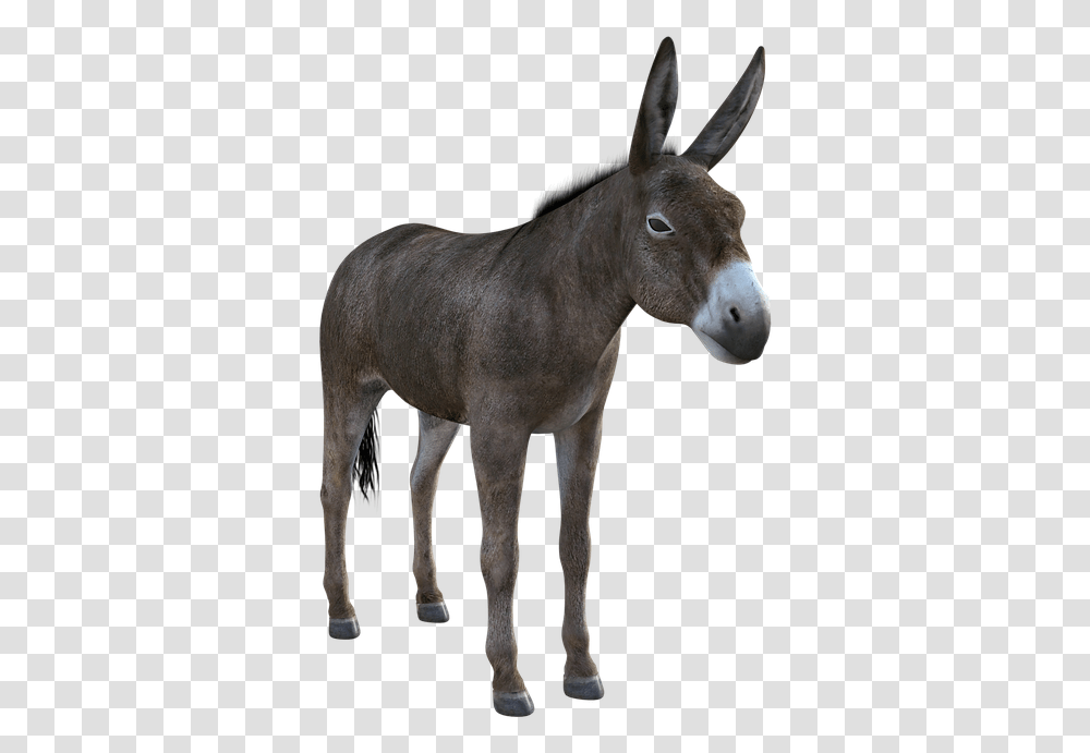 Donkey Mule Animal Nature Livestock Mammal Ass Burro, Horse, Antelope, Wildlife Transparent Png
