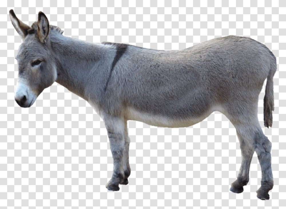 Donkey Pic Donkey, Horse, Mammal, Animal Transparent Png