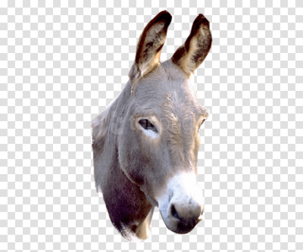 Donkey Picture, Mammal, Animal, Horse Transparent Png