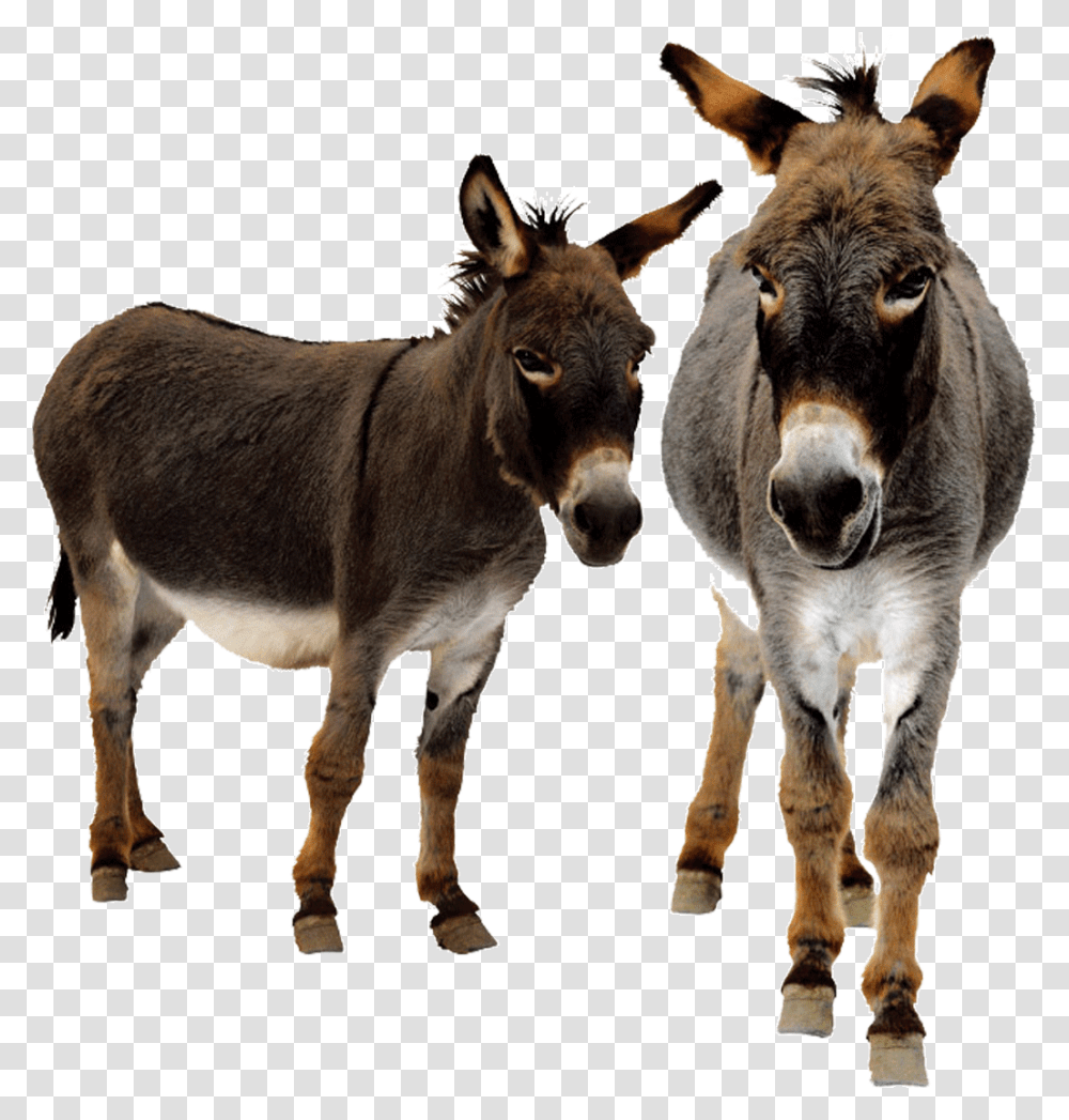 Donkey With 3 Legs, Animal, Mammal, Horse Transparent Png