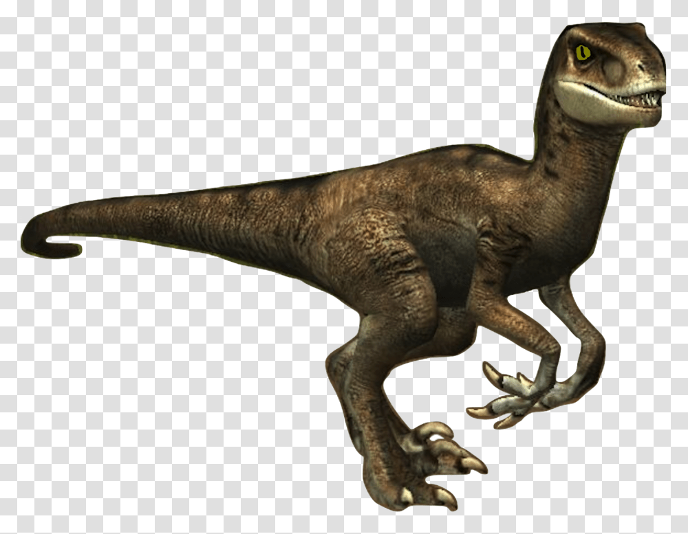 Donna The Velociraptor Velociraptor, Dinosaur, Reptile, Animal, T-Rex Transparent Png