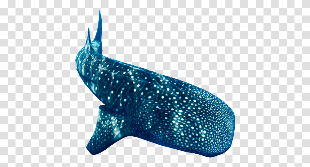 Donsol Whale Shark Whale, Fish, Animal, Sea Life, Bird Transparent Png