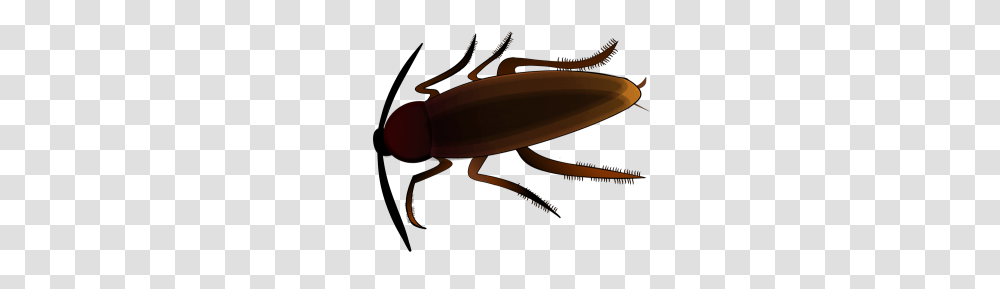 Dont Let A Dead Roach Join Your Leasing Team, Insect, Invertebrate, Animal, Cockroach Transparent Png