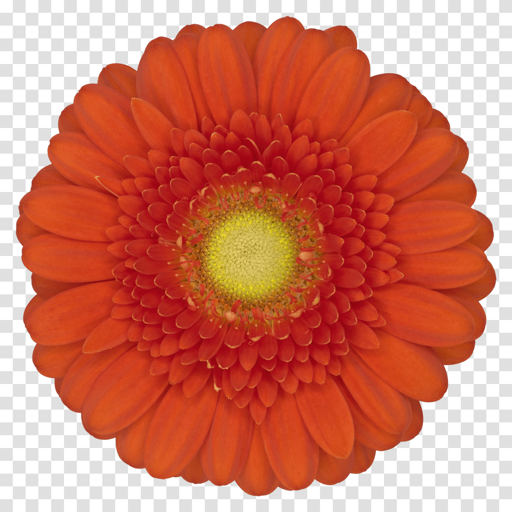 Dorito Gerbera Flower Orange Transparent Png