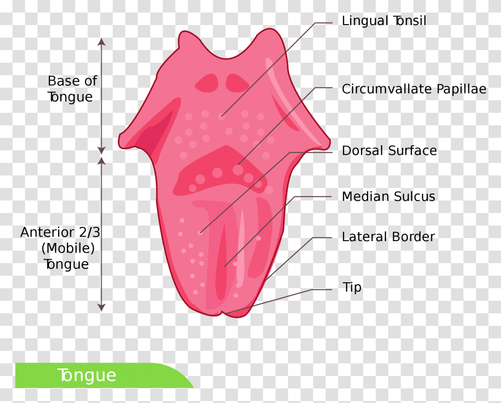 Dorsal Surface Of Tongue Download Tongue Diagram Simple, Mouth, Lip Transparent Png
