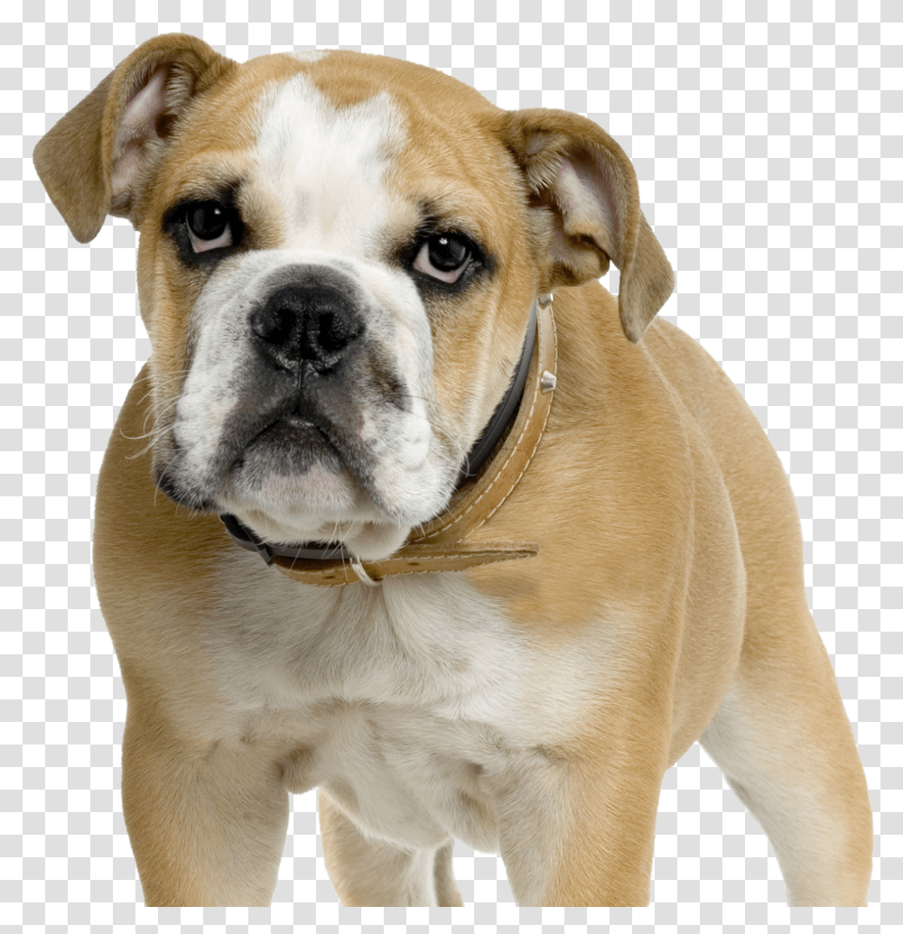 Dorset Olde Tyme Bulldogge American Bulldog Olde English, Pet, Canine, Animal, Mammal Transparent Png