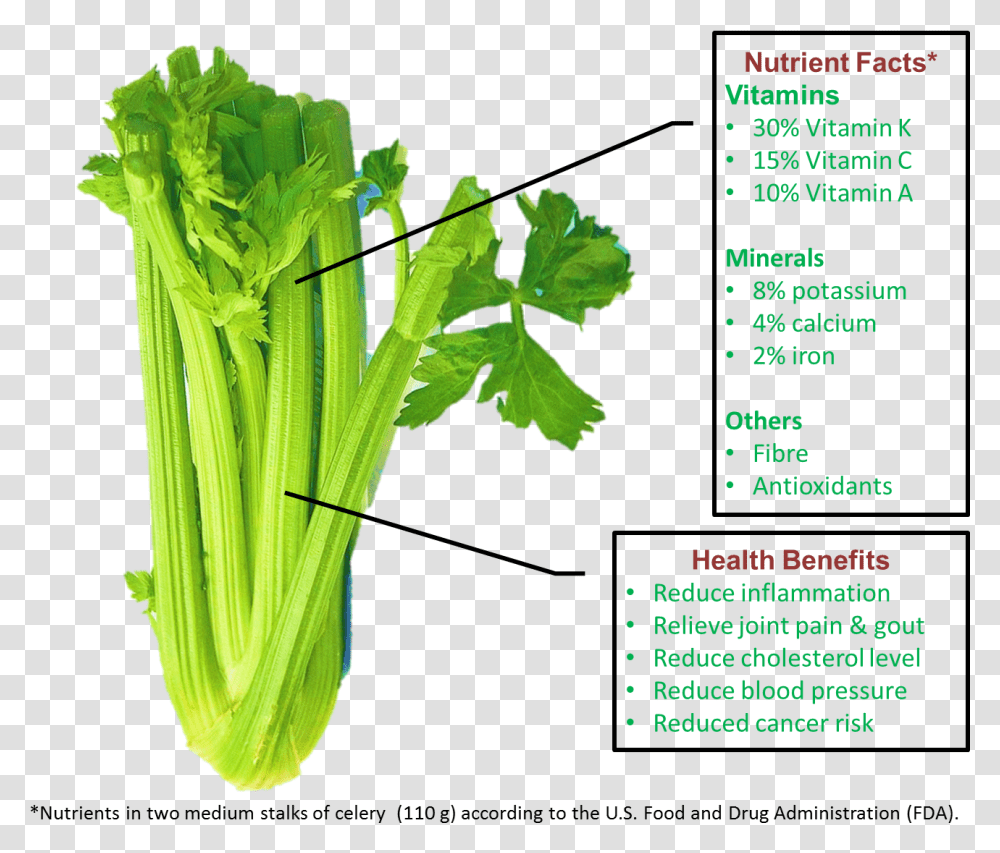 Dosinghealth - Dosing Health Celery, Plant, Vase, Jar, Pottery Transparent Png