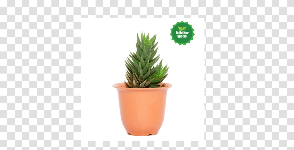 Dotted Succulent Plant, Aloe, Tree, Fir, Abies Transparent Png