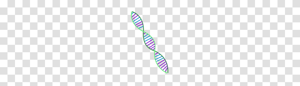 Double Helix Dna Strand, Toothbrush, Tool Transparent Png