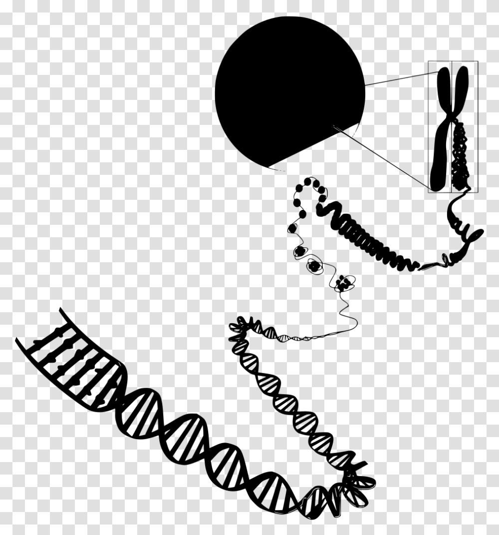 Double Helix Euchromatin And Heterochromatin Diagram, Gray, World Of Warcraft Transparent Png