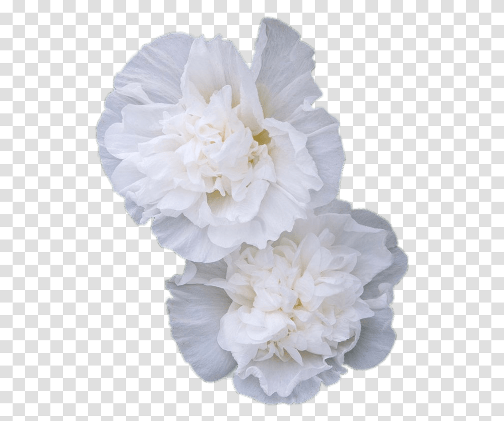 Double White Hollyhock Flowers Stickpng Carnation Flowers White, Plant, Blossom, Peony, Rose Transparent Png