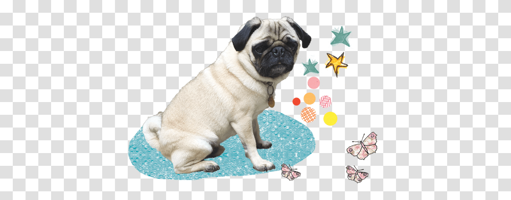 Doug Works With Those Who Have No Pug, Dog, Pet, Canine, Animal Transparent Png