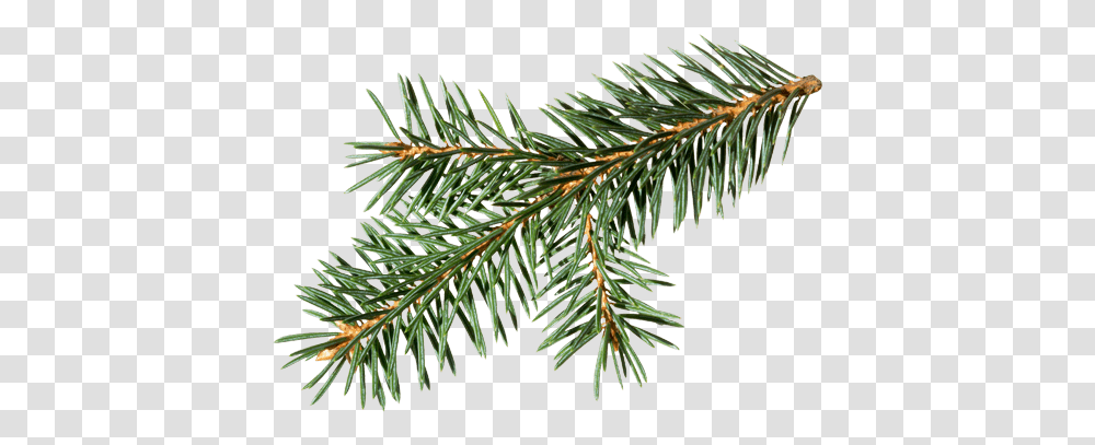 Douglas Fir Branch Douglas Fir Branch, Tree, Plant, Conifer, Spruce Transparent Png