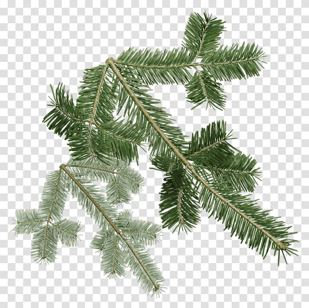 Douglas Fir Clipart Silver Fir, Leaf, Plant, Tree, Conifer Transparent Png