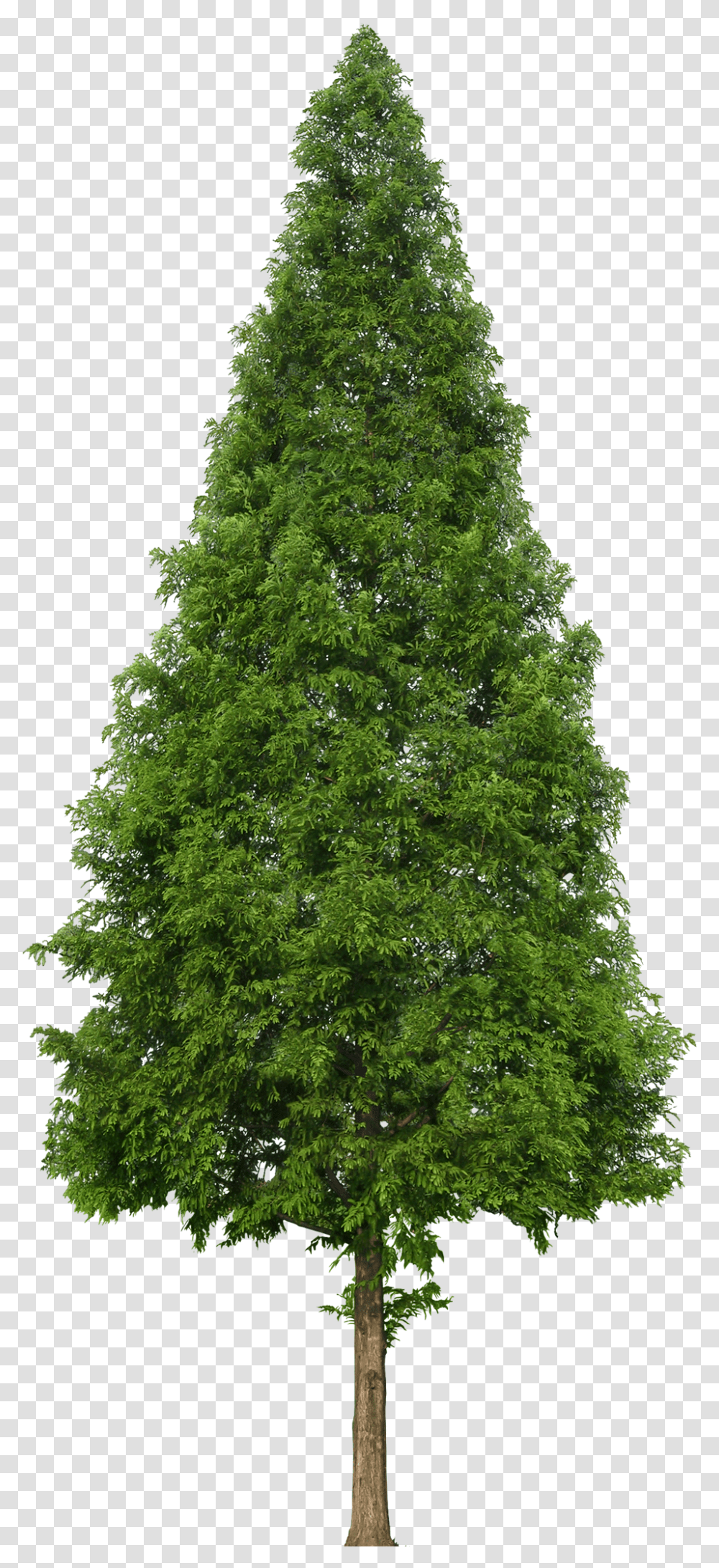 Douglas Fir Clipart, Tree, Plant, Christmas Tree, Ornament Transparent Png