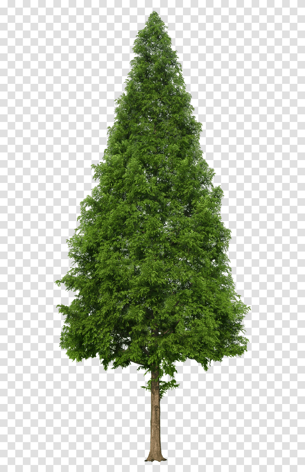 Douglas Fir Tree, Plant, Christmas Tree, Ornament, Maple Transparent Png