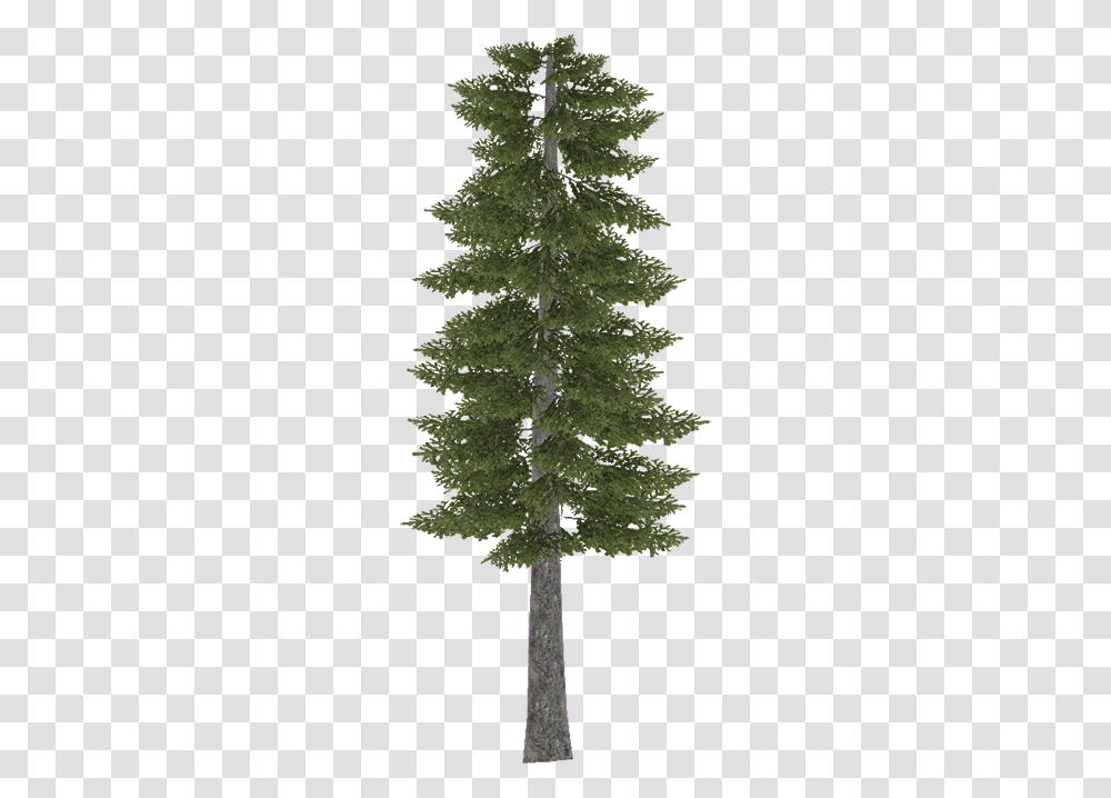 Douglasfir Scots Pine Tree, Plant, Conifer, Abies, Cross Transparent Png
