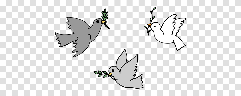 Dove Religion, Bird, Animal, Blackbird Transparent Png