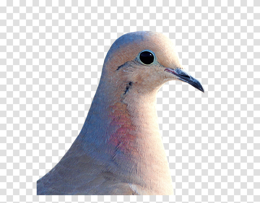 Dove 960, Animals, Bird, Pigeon Transparent Png