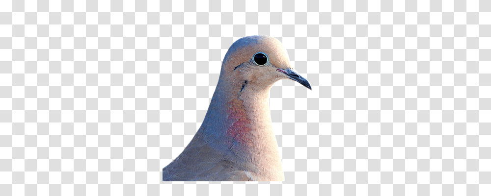 Dove Transport, Animal, Bird, Pigeon Transparent Png