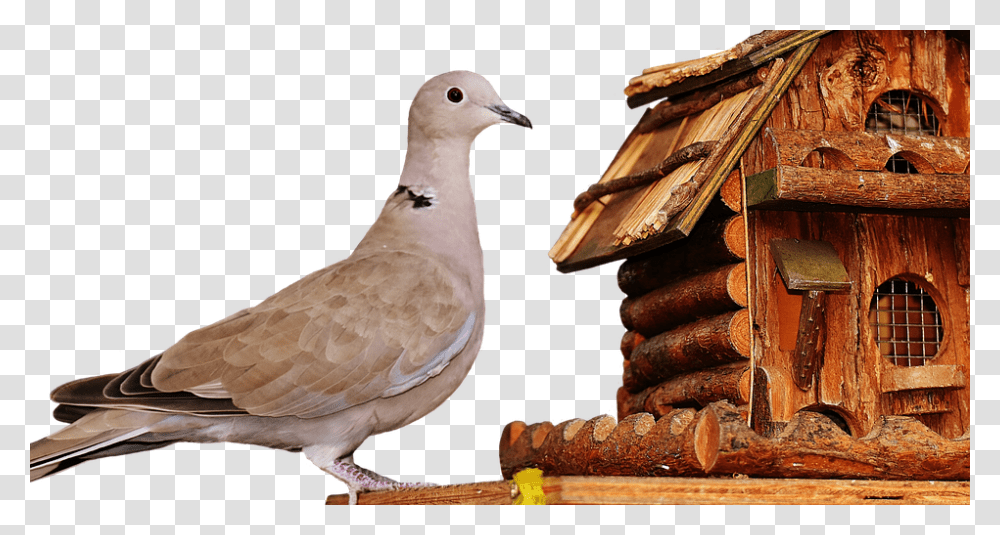 Dove 960, Animals, Bird, Pigeon, Wood Transparent Png