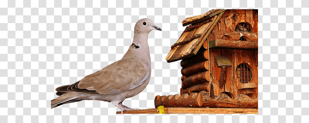 Dove Food, Bird, Animal, Pigeon Transparent Png