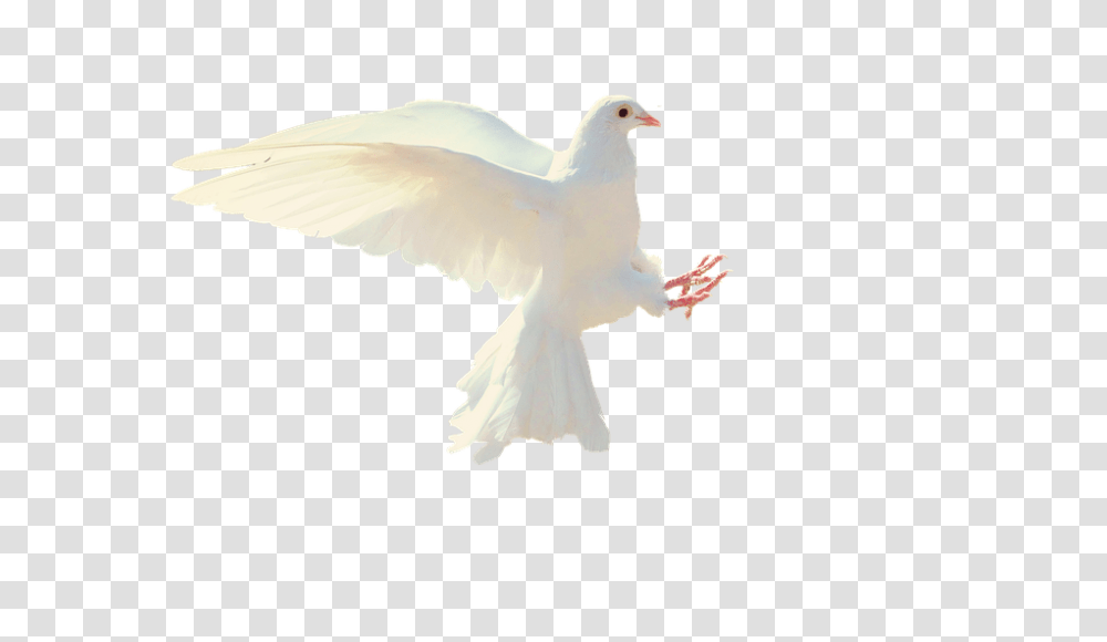 Dove 960, Animals, Bird, Pigeon Transparent Png