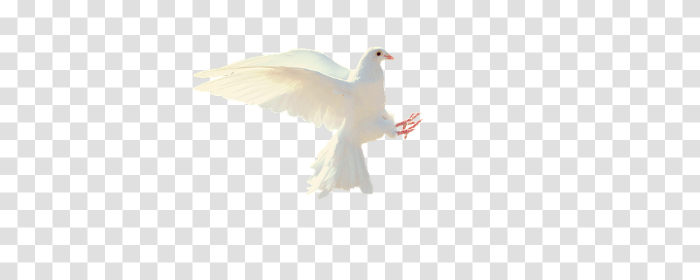 Dove Animals, Bird, Pigeon Transparent Png