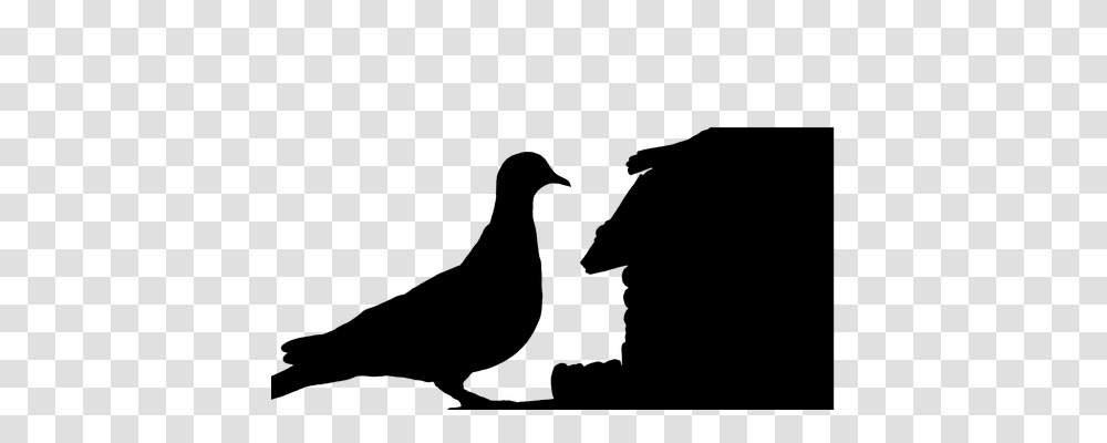 Dove Animals, Gray, World Of Warcraft Transparent Png