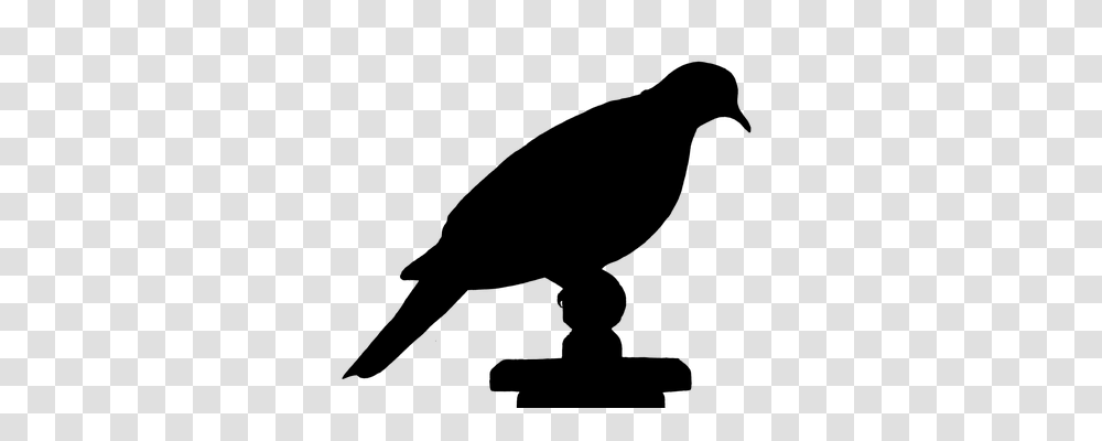 Dove Animals, Gray, World Of Warcraft Transparent Png