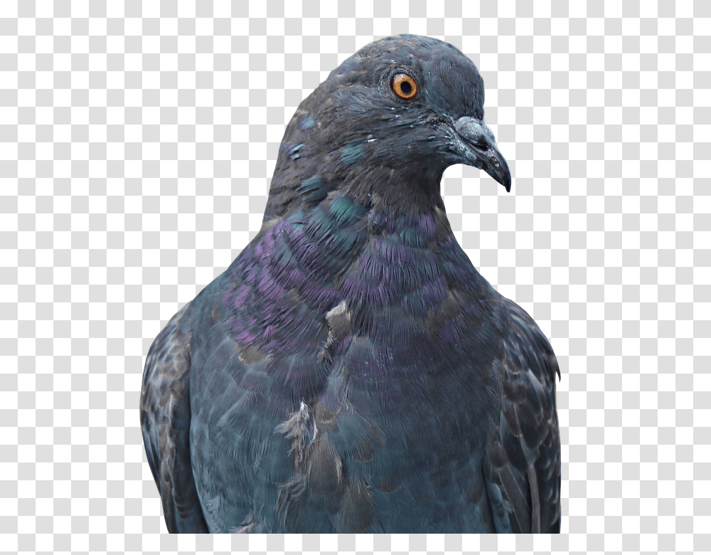 Dove 960, Animals, Bird, Pigeon, Beak Transparent Png